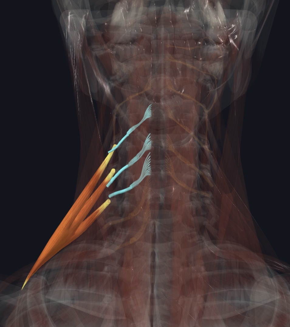 <p>Anterior rami of C7 &amp; C8</p>