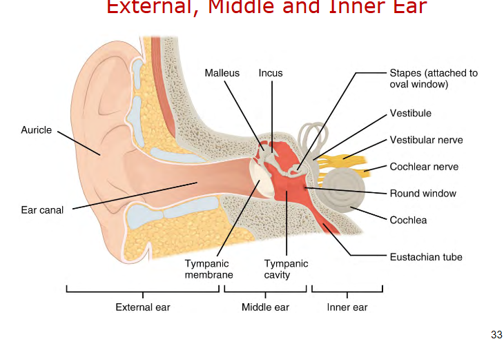 <p>external - auricle, ear canal</p><p>middle - tympanic membrane, malleus, ikncus, stapes connect to tympanic cavity</p><p>inner ear - transmitted via stapes at the oval window</p><ul><li><p>vestibule</p></li><li><p>vestibular nerve</p></li><li><p>cochlear nerve</p></li><li><p>round window - pressure</p></li><li><p>cochlea</p><ul><li><p>oval window - scala vestibuli</p><ul><li><p>vibrations of ossicles into inner ear</p></li></ul></li><li><p>riound window - scala tympani</p><ul><li><p>pressure valve for shock absorption for the fluid waves in cochlea</p></li></ul></li></ul></li><li><p>eustachain tube - pressure</p></li></ul><p></p>