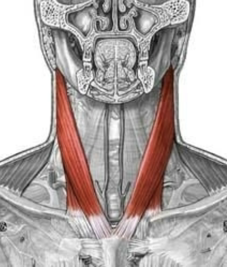 <p>Which structure is this?</p>