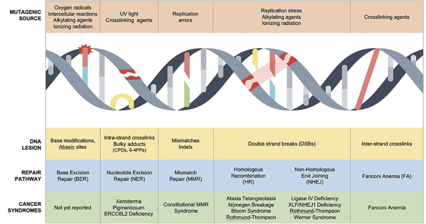 <p>Germline mutations in genes that function to maintain stability permit a higher intrinsic mutation rate (TMB)</p><ul><li><p>AR syndromes include ATM, Fanconi anaemia and XP</p></li><li><p>AD syndromes include HNPCC and breast cancer susceptibility </p></li></ul><p></p>