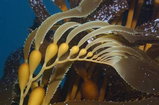 <p>Giant Perennial Kelp</p>