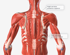 <p>-ior</p>