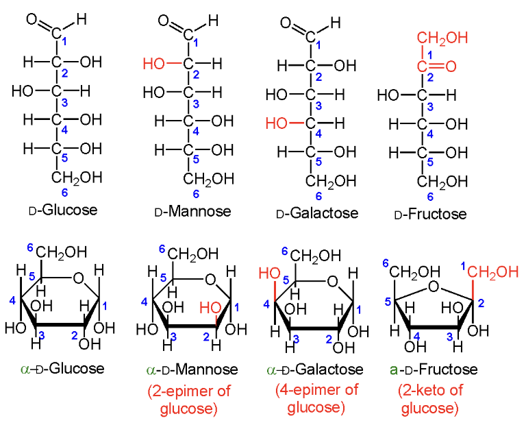 <p>D-Glucose<br>D-Mannose<br>D-Galactose<br>D-Fructose.</p>