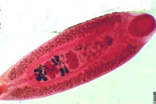<p><em>Zygocotyle </em>spp</p>