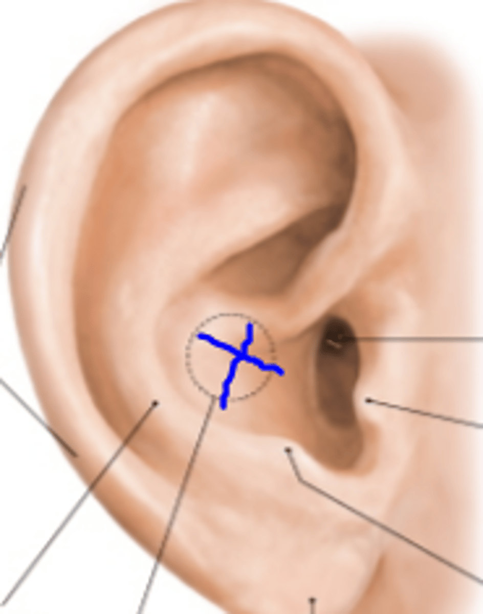 <p>the concave shell of the ear; the deepest depression of the ear</p>