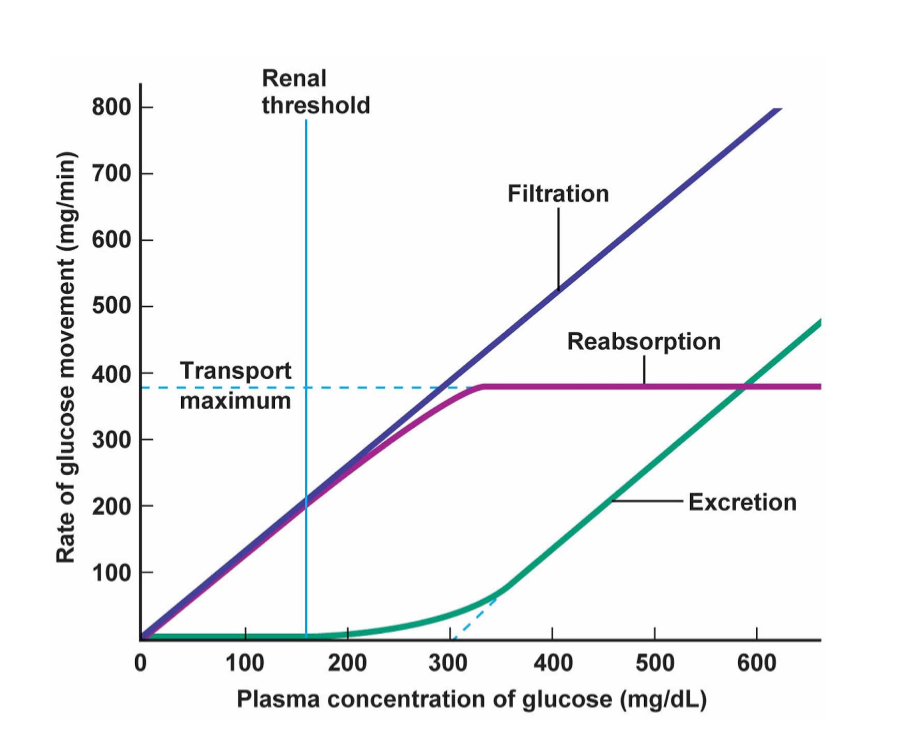 <ul><li><p>Glucose is filtered and reabsorbed by renal tubular cells within its normal circulating concentration (<100 mg/dL)</p></li><li><p>Threshold for urinary excretion of glucose is plasma glucose > 180 mg/dL as this concentration exceeds the rate of reabsorption</p></li><li><p>RTg may be higher in those with DM</p></li></ul><p></p>