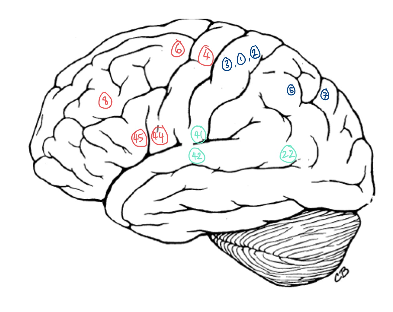 <p>What structure is associated with Brodmann’s #5,7? What lobe is this in?</p>