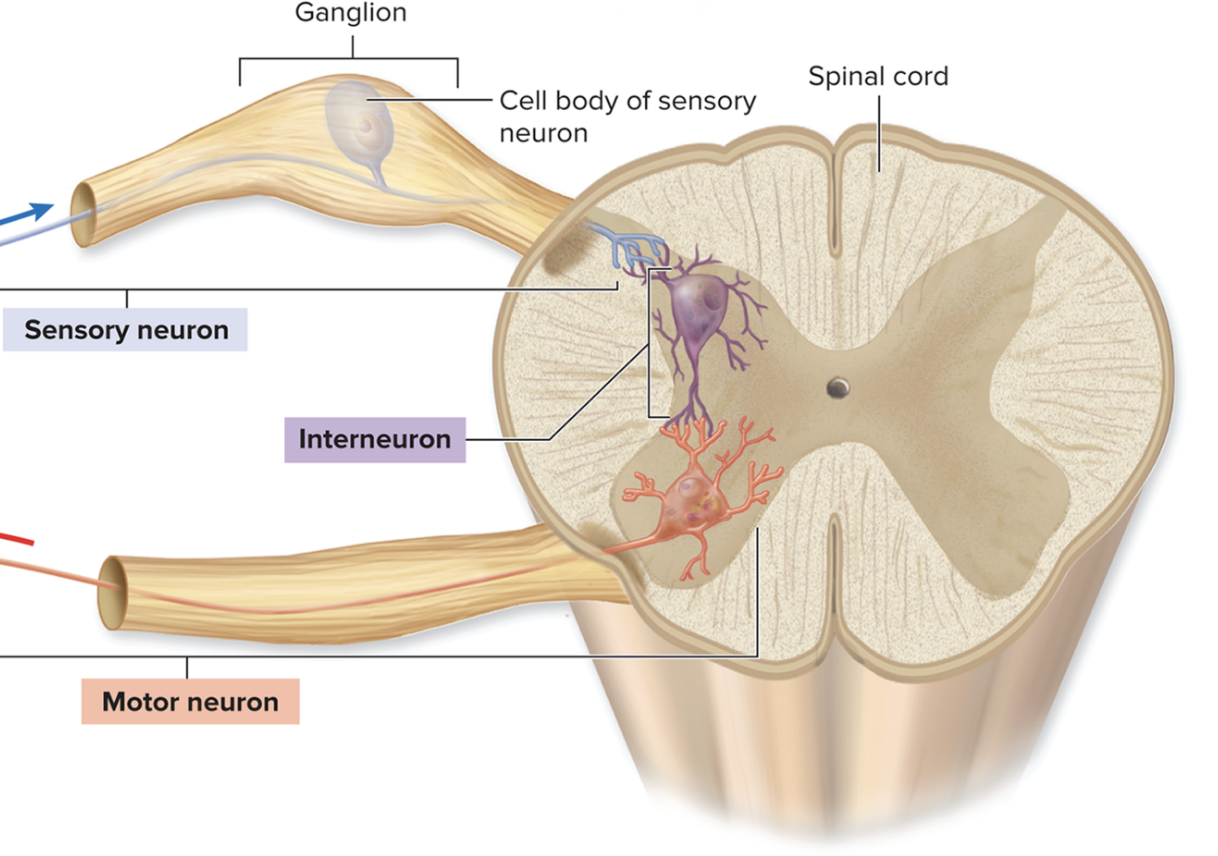 <p>What are interneuron or association neurons? </p>