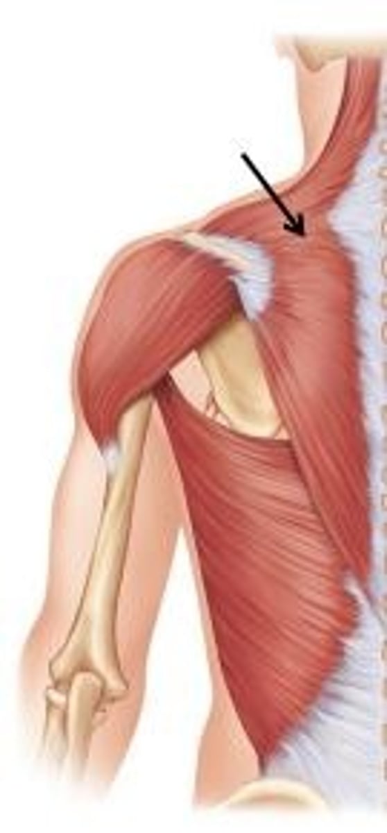 <p>elevates, depresses, retracts, and rotates the scapula; rotates the arm</p>