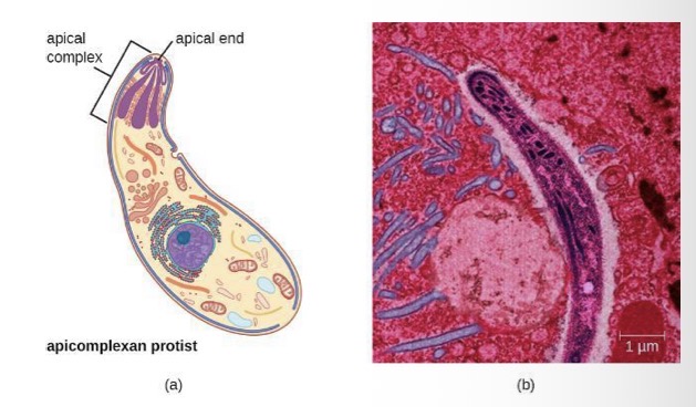 <p>Supergroup: Chromalveolata</p><ul><li><p>Apical complex organelles and microtubules: for attachment to host cells</p></li></ul><p></p>
