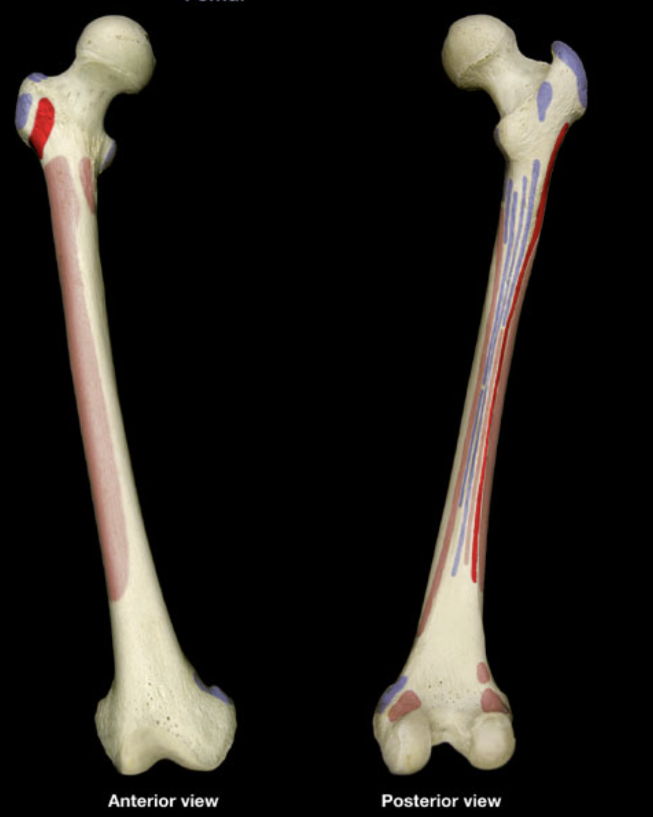 <p>lateral side of greater trochanter of femur</p><p>linea aspera</p>