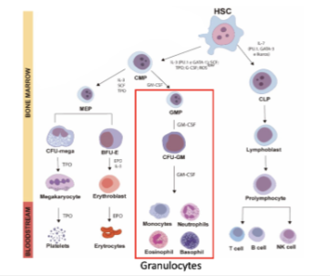 <ul><li><p>Occurs within the <strong>myeloid lineage (granulocyte pathway)</strong></p></li><li><p>Normal pathway:</p><ul><li><p><strong>HSC → CMP → GMP → CFU-GM → granulocytes (neutrophils, eosinophils, basophils)</strong></p></li></ul></li><li><p>APL causes a <strong>block at the promyelocyte stage</strong> (failure of differentiation)</p></li><li><p>Demonstrates that cancer can arise from <strong>disruption of normal differentiation hierarchy</strong></p></li><li><p>Key concept: <strong>cellular plasticity + differentiation block → disease</strong></p></li></ul><p></p>