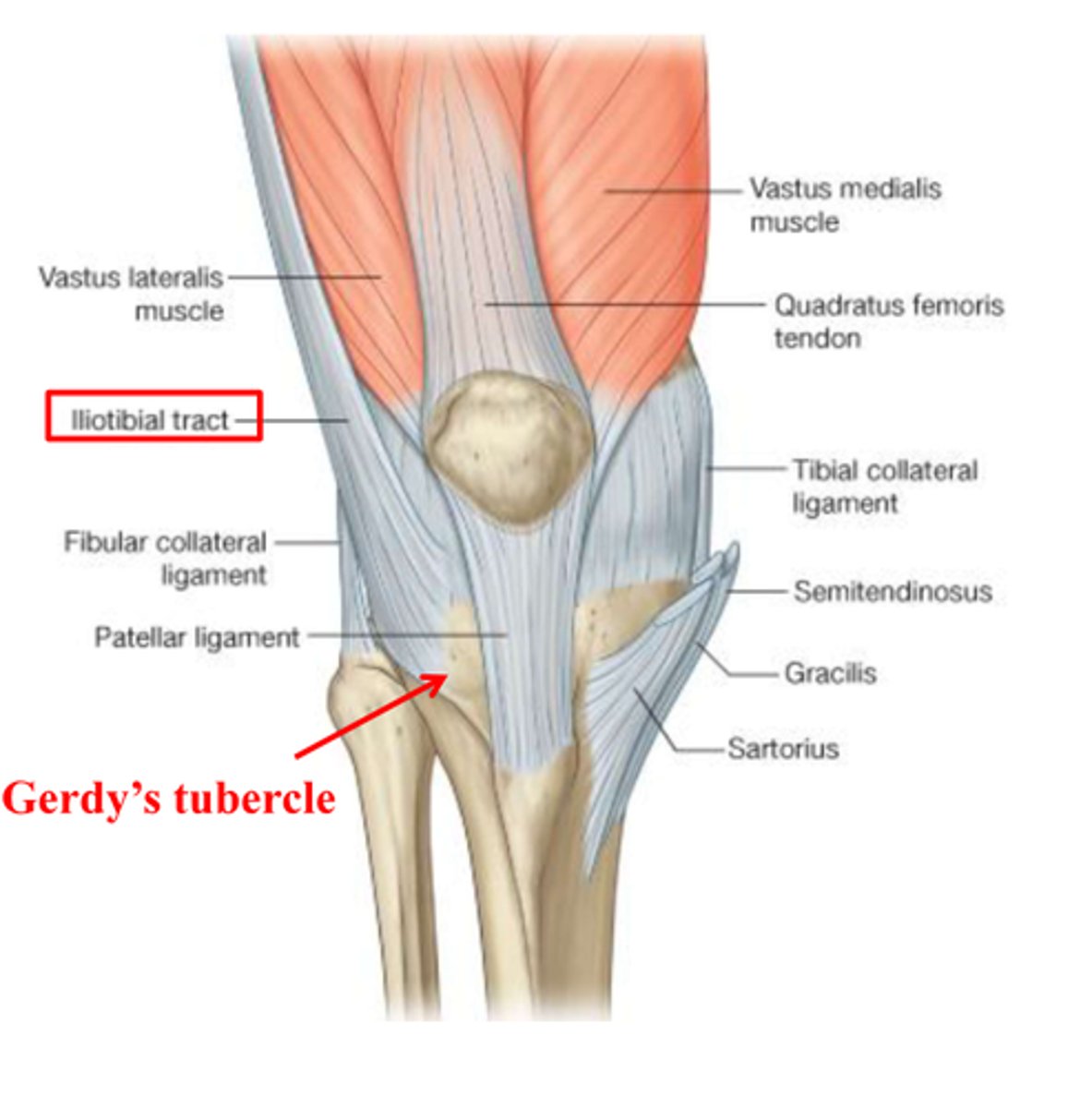 <p>tibia</p>
