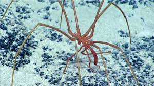 <p>“Sea Spiders”</p><ul><li><p>four pairs of walking legs</p></li><li><p>some males have legs to carry legs (ovigers)</p></li><li><p>Abdomen reduced</p></li></ul><p></p>
