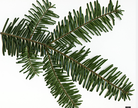 large leaves, cruciform pattern, stomatal veins on back of leaf, cones at the top of the tree that explode (lower elevation)