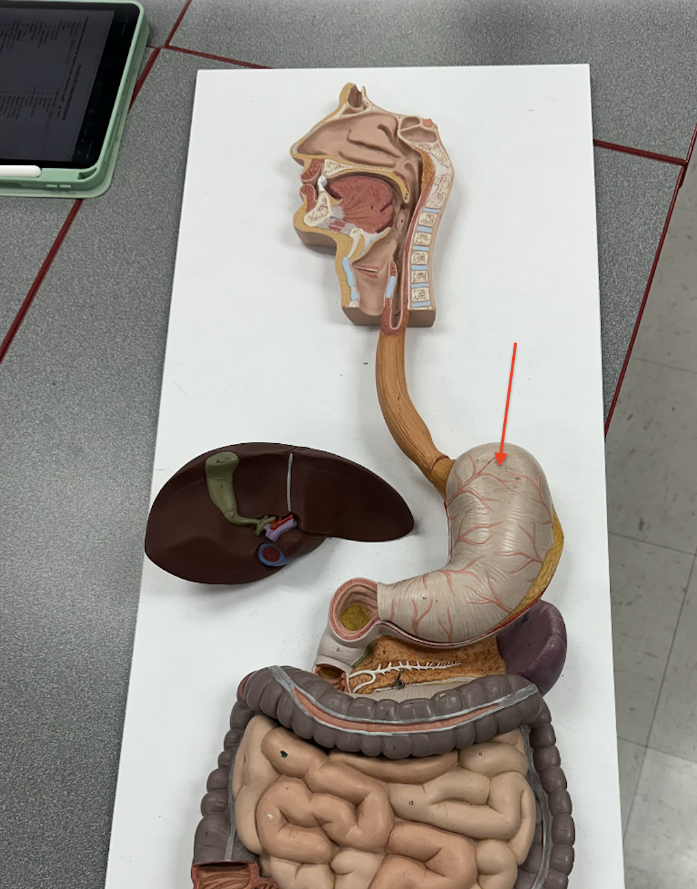 <p>Identify this organ</p>