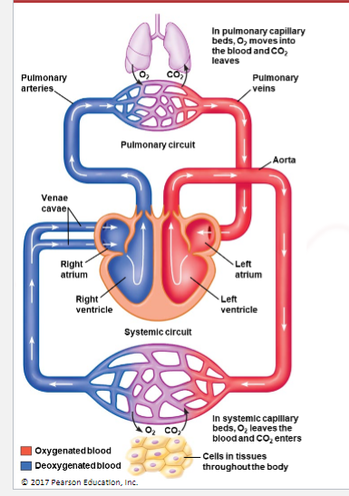 <p>Left atrium → left ventricle → body → capillaries (O₂ out, CO₂ in) → right atrium → right ventricle → lungs → back to left atrium</p>