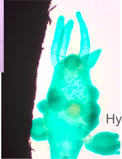 <p>Hydra Budding. Hydrozoa and Cnidaria</p>