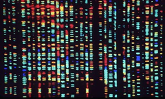 <p>studies structure, function, and evolution of genes and genomes</p>