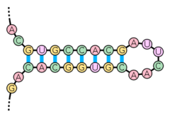 <p>secondary structure of RNA; forms when inverted palindrome sequences hybridize</p>