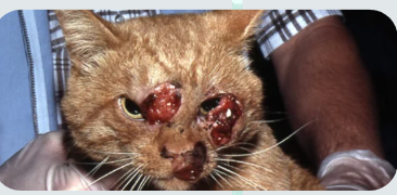 <p>What systemic <strong>mycotic infection</strong> condition in cats presents with swelling in the nose bridge ("Roman nose"), facial skin ulcers, and respiratory or neurological signs?</p>