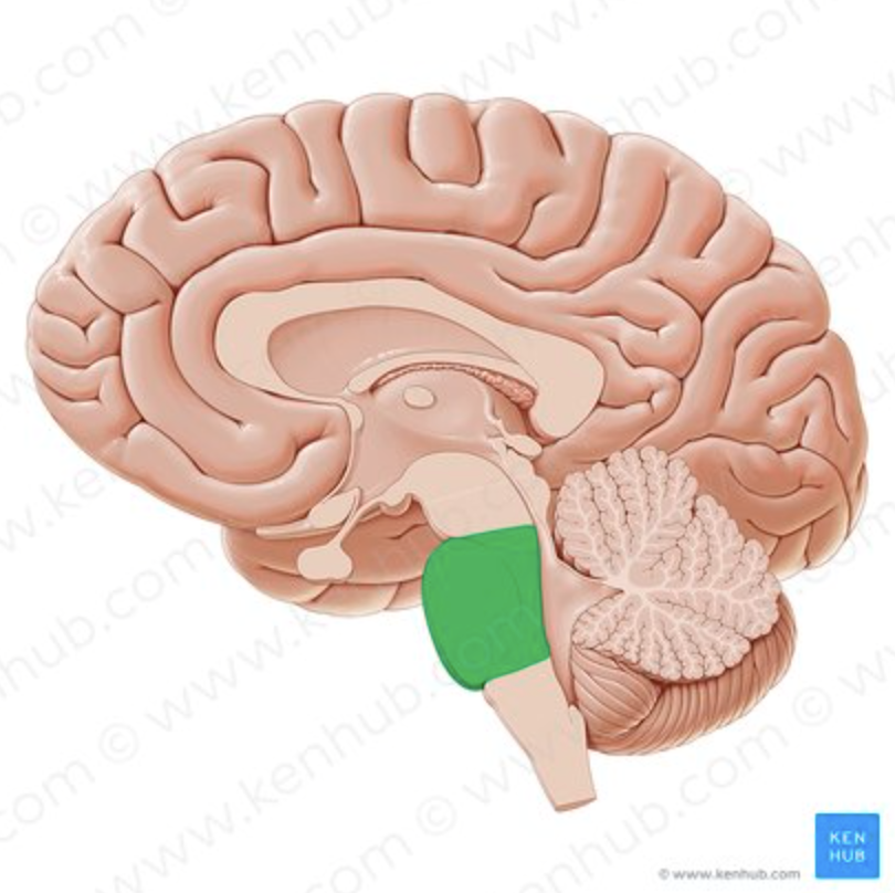 <p>Brainstem region that connects the cerebrum and cerebellum.</p><p>Helps regulate breathing.</p>
