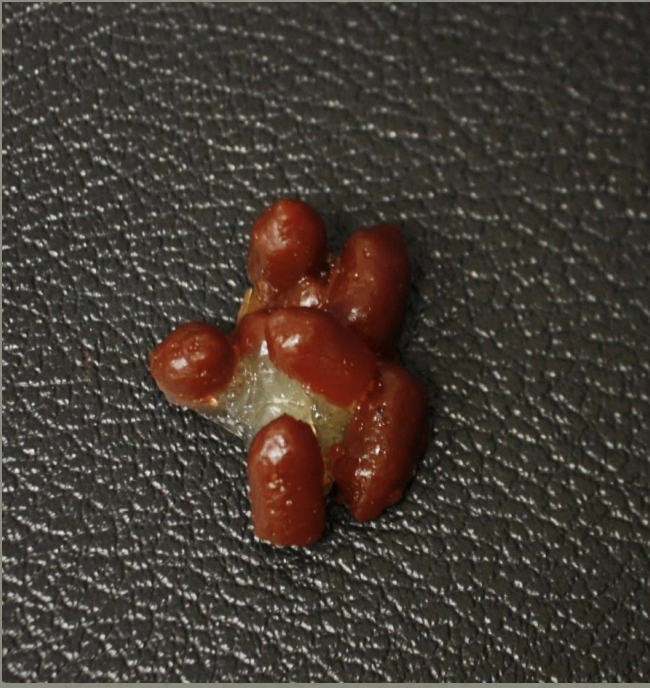 <p>Identify this scat</p>