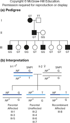 <ul><li><p>autosomal, dominantly inherited</p></li><li><p>causes proliferation of nerve tissue</p></li><li><p>positional cloning example determines whether or not a SNP is linked to the neurofibromatosis gene.</p></li><li><p>children in generation III are in effect the result of a testcross</p></li></ul><p></p>