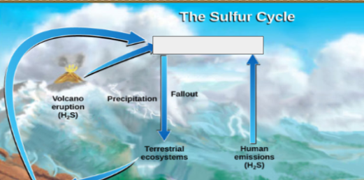 <p>sulfur cycle: name the step</p>