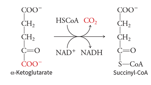<p>oxidative decarboxylation to yield succinyl CoA and releases the second CO<sub>2</sub> - substrate is oxidized and NAD<sup>+</sup> is reduced, resulting in a carboxylate group being lost as CO<sub>2</sub> - the 4 C molecule that remains is transferred to Coenzyme A which creates the high energy thioester bond</p>