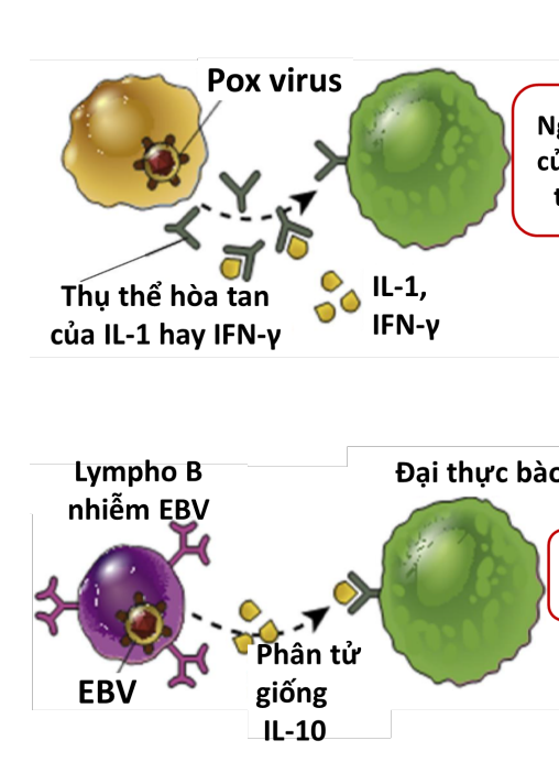 <p>-Pox virus(đậu mùa) tạo ptu gắn kết IL-18, IL-1, INF-gamma, TNF→khóa cytokine→ngăn đáp ứng MD</p><p>-EBV(epstein-barr virus) khi nhiễm vào lympho B→tiết IL-10→ức chế đại thực bào</p>