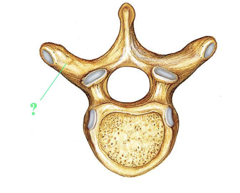 <p><span>Identify the indicated bone marking (projection).</span></p>