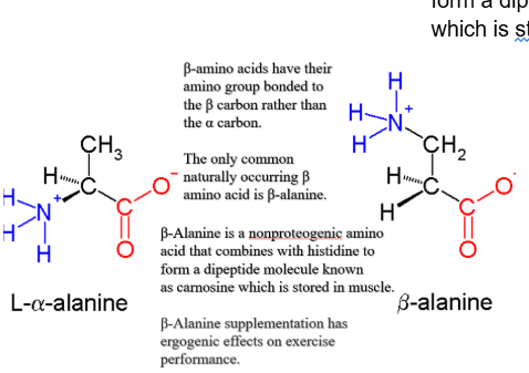 <p>Beta carbon amino acids have their amino group bound to the beta carbon rather than the alpha carbon</p>