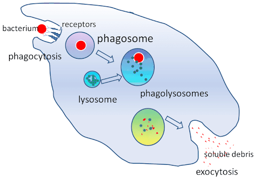 <p>membrane engulfs a particle; lysosome cause enzymatic breakdown </p>