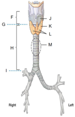 <p>What is letter I?</p>