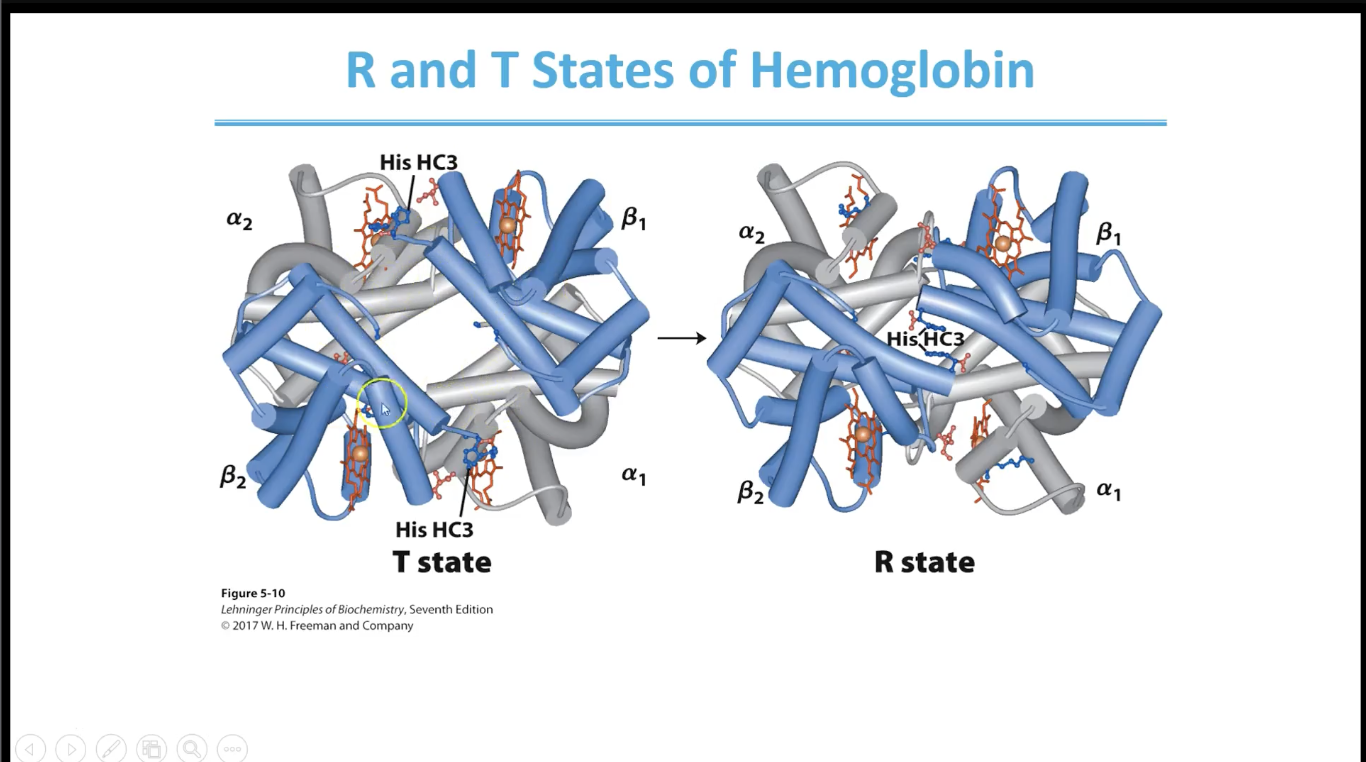 <p>if oxygen binds to any one of the heme groups, it destabilise and changes to R group</p>