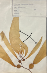 <p>Name the structure?</p>