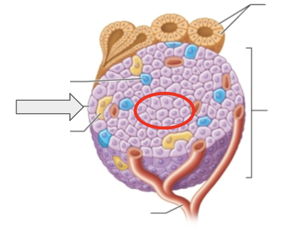 <p>Name the cell highlighted</p>
