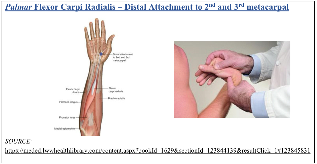 <p>F ABd(radial)</p><p>distal attachment to 2nd and 3rd MC joint</p><ol><li><p>pt seated or supine, physician faces pt</p></li><li><p>pt wrist flexed and abducted (radial deviation)</p></li></ol><p></p>