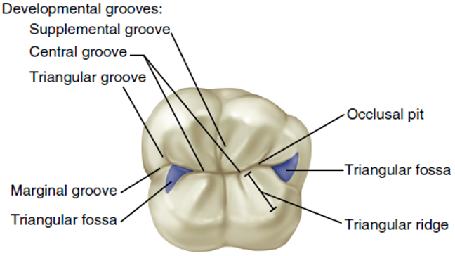 <p>Define the teeth landmark terminology: triangular groove </p>