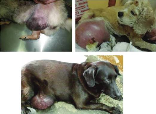 <p>Mammary Gland Tumors (Prognostic Indicators)</p>