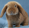 <p>welk type konijn is dit</p>