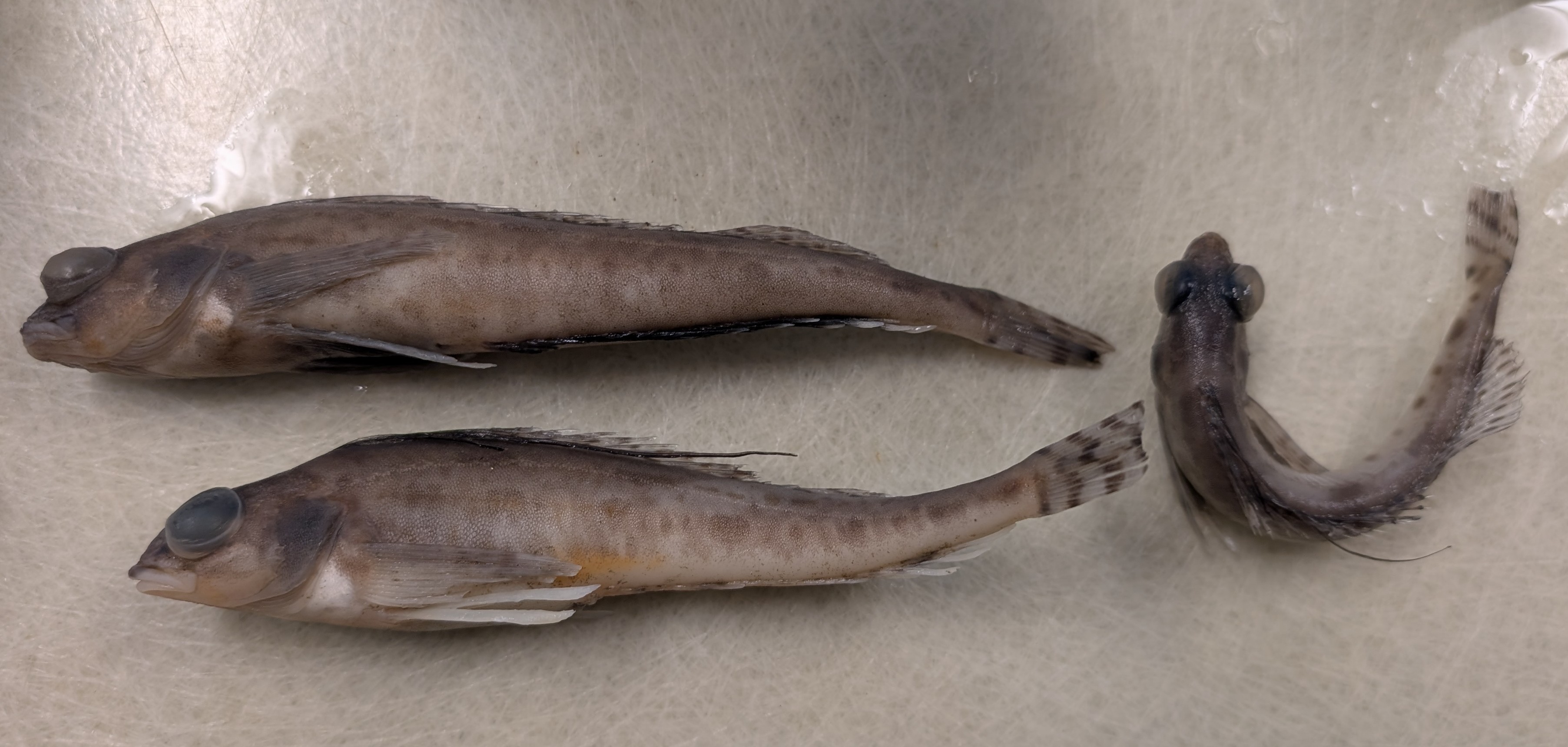 <p>elongated second dorsal spine, lighter color and more spots than shortspine</p><p> banding pattern on fins, long body</p>