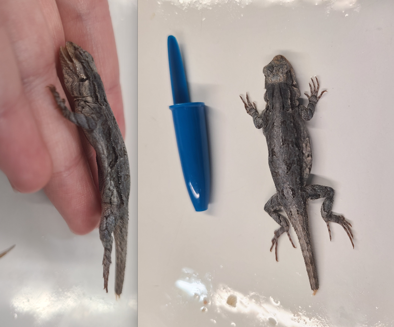 <p>Scientific name and distinguishing features</p>