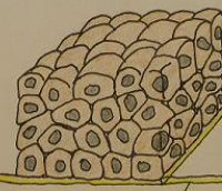 <p>Number of Layers </p>