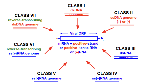 <p>functional classification based on the mechanism of genome replication and gene expression. The <strong>David Baltimore classification</strong> is a system that groups viruses based on <strong>how they produce messenger RNA (mRNA)</strong>. Since <strong>all viruses must make mRNA</strong> to produce proteins using the host cell's ribosomes, the classification focuses on the pathway each virus uses to reach that common goal. Your diagram places <strong>mRNA (positive-sense RNA)</strong> in the center because <strong>every viral genome must ultimately generate positive-sense mRNA</strong> for protein synthesis.<br><br>*ss → single-stranded, ds → double stranded<br><br>CLASS I) dsDNA genome</p><p>CLASS II) ssDNA genome (+) or (-)</p><p>CLASS III) dsRNA genome</p><p>CLASS IV) ss(+) RNA genome</p><p>CLASS V) ss(-) RNA genome</p><p>CLASS VI) reverse-transcribing ss(+)RNA genome</p><p>CLASS VII) reverse-transcribing dsDNA genome <br><br>**<strong>Positive-sense (+) RNA = readable by ribosomes.</strong></p><ul><li><p><strong>Negative-sense (−) RNA = the complementary copy, which must be converted into (+) RNA before it can be read.</strong></p></li></ul><p></p>