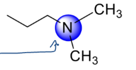 <p>the carbon attached to the amine is attached to three other carbons </p>