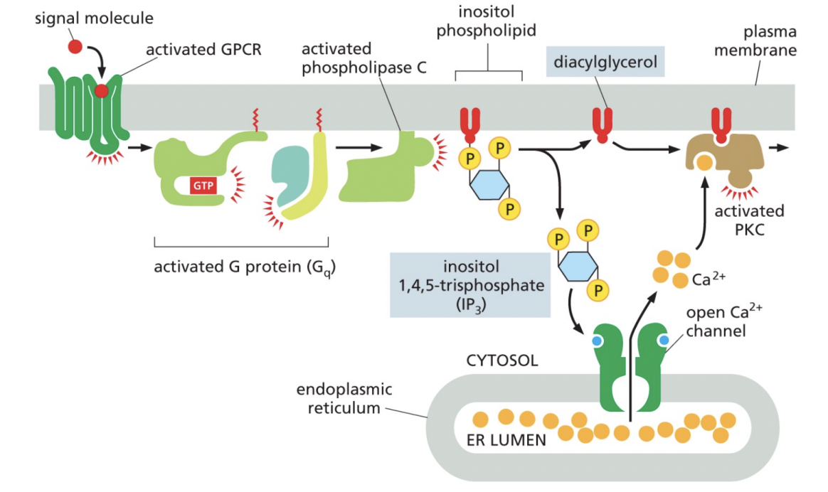 <p>A signal molecule binds to a GPCR, activating it and leading to an activated G protein, which in turn activates phospholipase C. </p><p>Then, inositol phospholipid was converted into diacylglycerol and inositol 1,4,5-triphosphate. </p><p>Inositol 1, 4, 5-triphosphate binds to the Ca2+ channel on the ER, which leads to the release of Ca2+, which binds to PKC and diacylglycerol to activate PKC A</p>