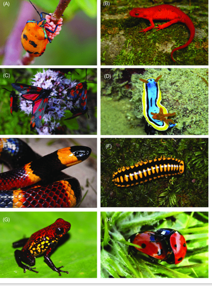 <p>The prey advertises itself with bright warning colors (red, orange, yellow, black) that signal toxicity or distastefulness.</p><p>Used by poison dart frogs and monarch butterflies.</p>