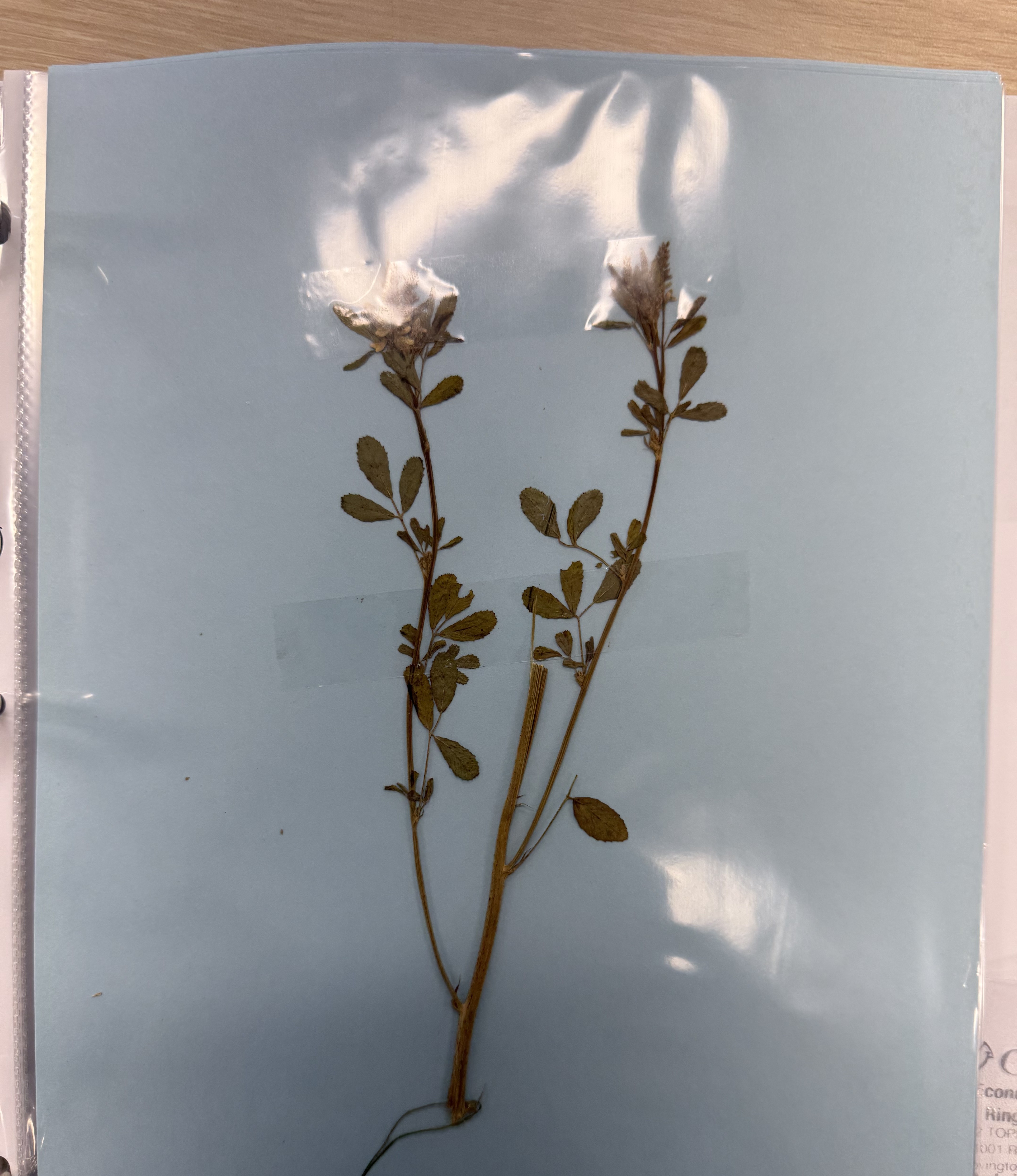 <p>Sweet Clover</p>